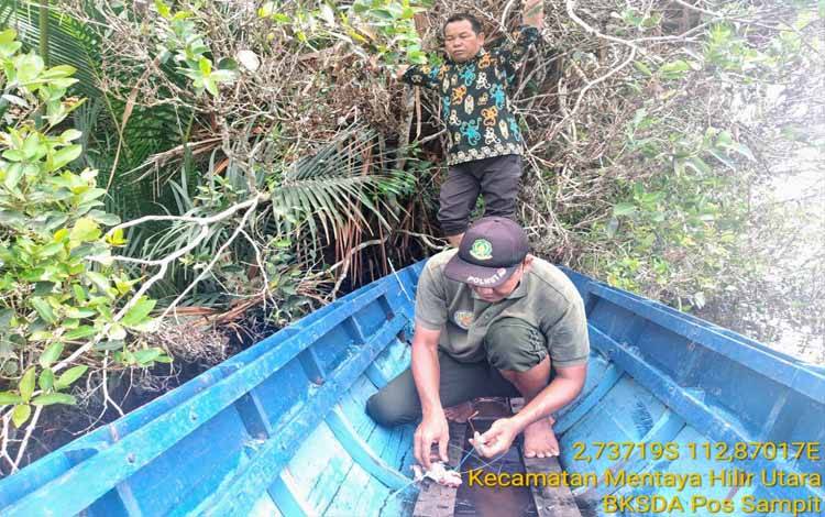 Buaya Penyerang Warga di Ramban Masih Berkeliaran