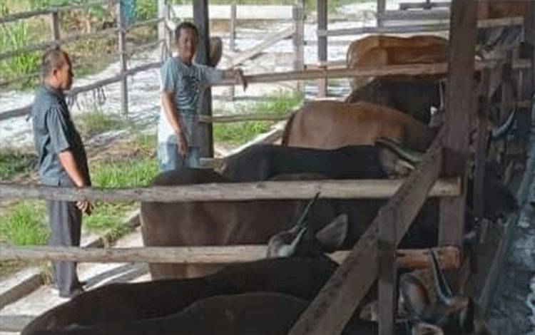 Stok Sapi Kurban di Palangka Raya Menurun Akibat PMK