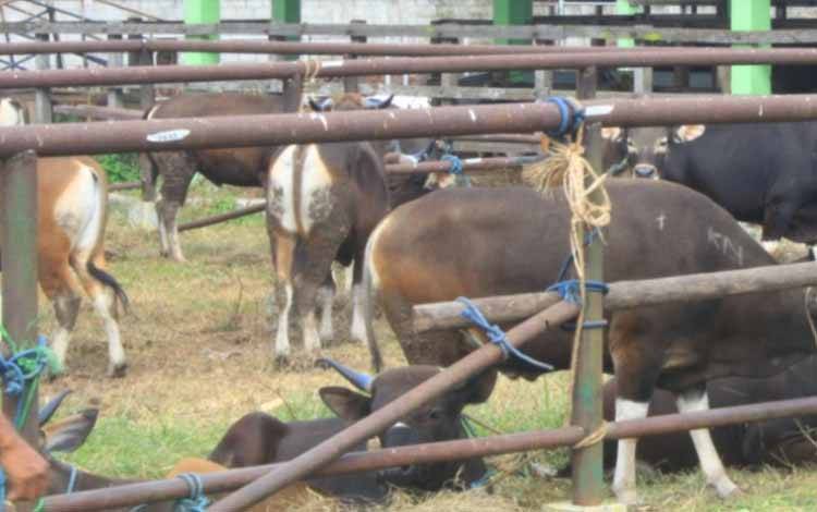 Kebutuhan Hewan Kurban Kalteng Dipastikan Aman