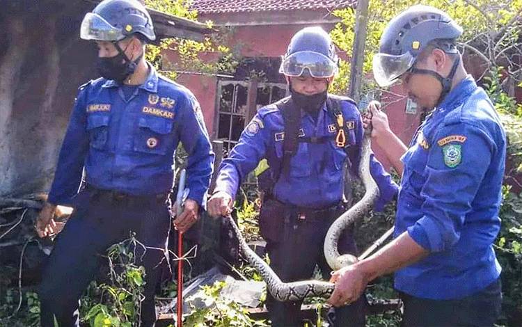 Warga Sawahan Temukan Piton Bersarang di Halaman Rumah