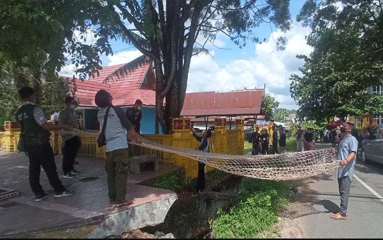 Seekor Lutung Nangkring di Pohon Depan Kantor PWI Kobar, Petugas BKSDA Langsung Datang