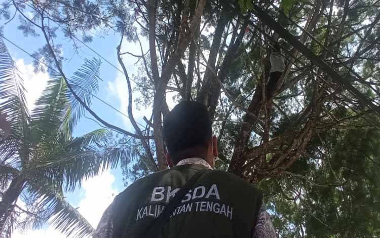 Lutung Nangkring di Pohon Depan Kantor PWI Kobar Melarikan Diri