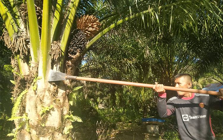 Petani Sawit Meringis, Harga TBS Belum Juga Membaik