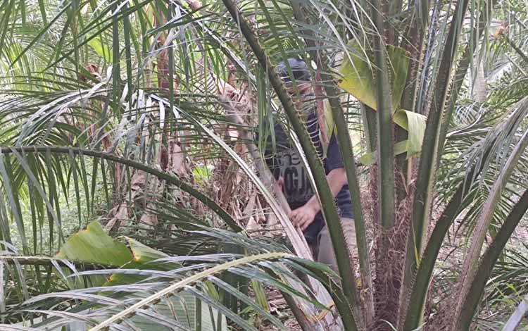 GAPKI Kalteng Harap Aturan CPO Disesuaikan Kondisi