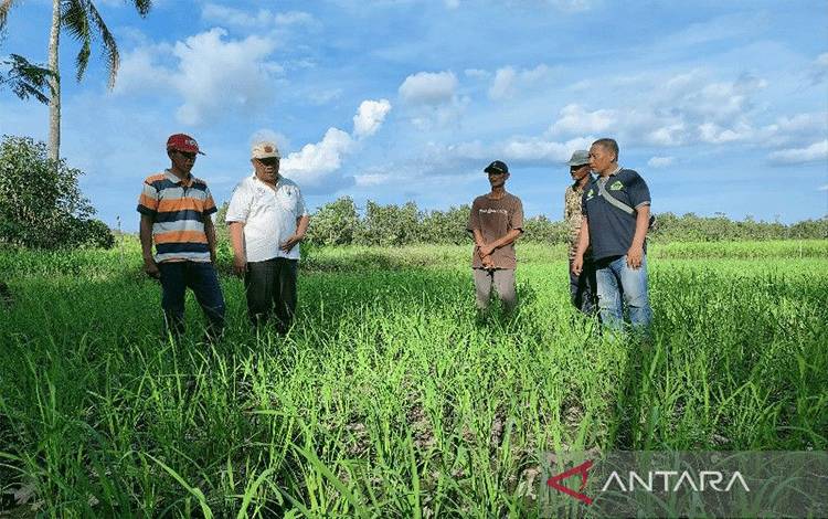 Budi Daya Tanaman Sehat di Kalteng Wujudkan Pertanian Berkelanjutan