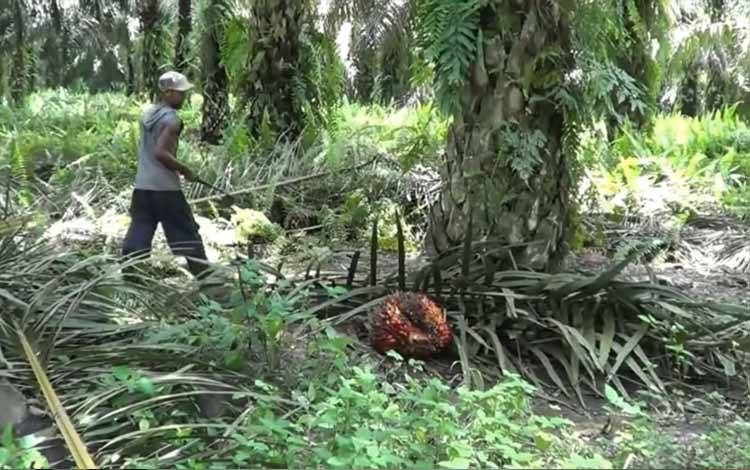 Sektor Perkebunan Kalteng Dinilai Belum Optimal Sejahterakan Masyarakat