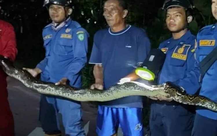Warga Baamang Curiga Ada Anjing Menggonggong di Depan Rumah dan Ternyata Melihat Ular