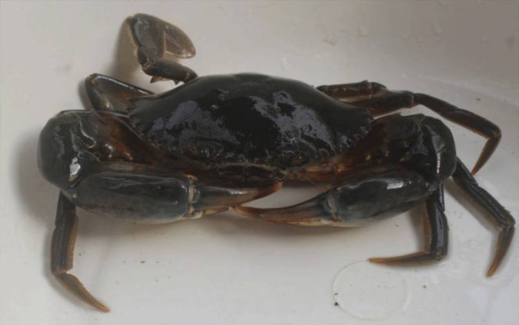 Dirjen KKP: Pembenihan Kepiting Bakau Penting untuk Keberlanjutan