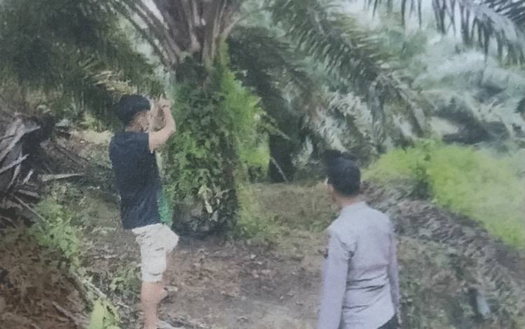 Sawit Perusahaan yang Dicuri Berbatasan dengan Kebun Pribadi