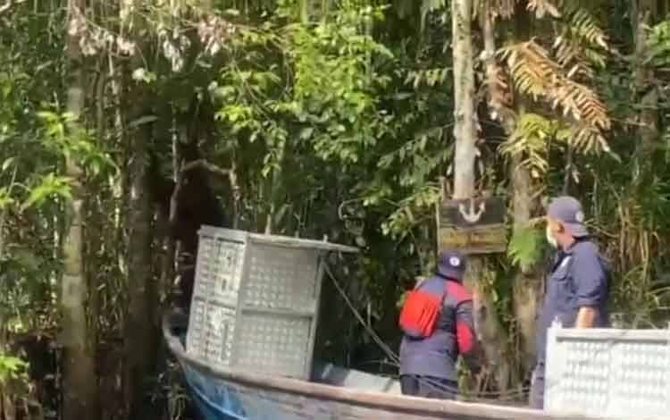 BKSDA Kalteng Lepasliarkan Dua Individu Orangutan Kembali ke TNTP