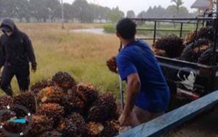 Harga Anjlok, Jadi Salah Satu Faktor Pencurian Sawit Menurun