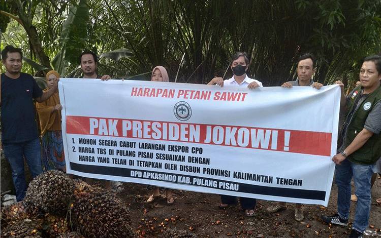 Petani Kelapa Sawit di Pulang Pisau Harapkan Pulihkan Harga TBS
