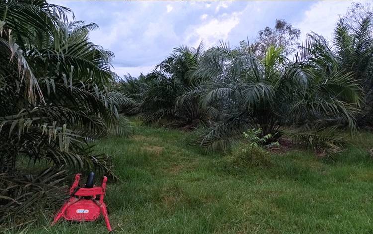 Pemkab Barito Timur Alokasikan Rp2,2 Miliar untuk Pembukaan Lahan Sawit Masyarakat