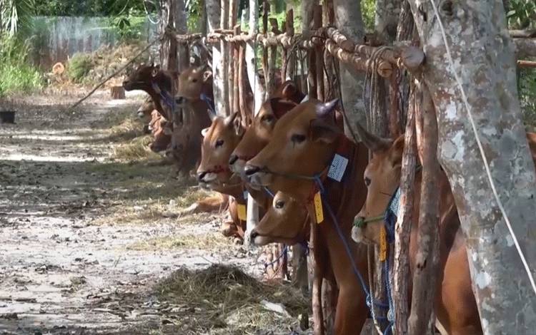Pemkab Kobar Siapkan Pulunan Ekor Sapi Kurban
