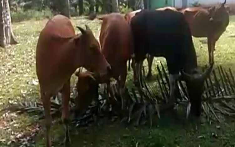 Jual Beli Hewan Kurban Harus di Bawah Pemkab Kotim