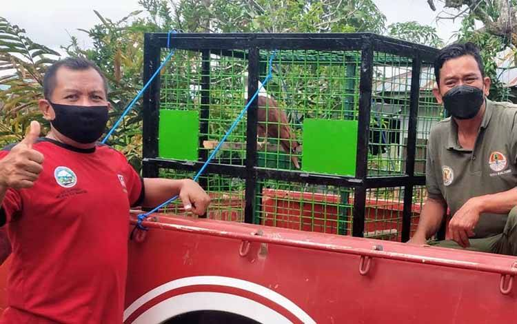 Warga Sampit Serahkan Elang Bondol ke BKSDA