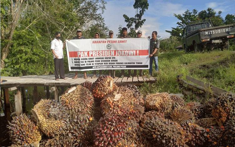 Petani Sawit Keluhkan Harga TBS Belum Stabil