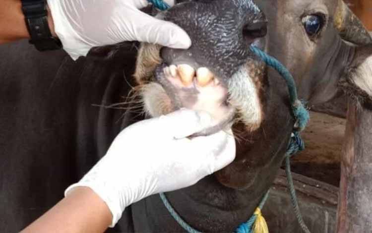 Pemko Palangka Raya Diminta Temukan Solusi Tekan Harga Daging Sapi
