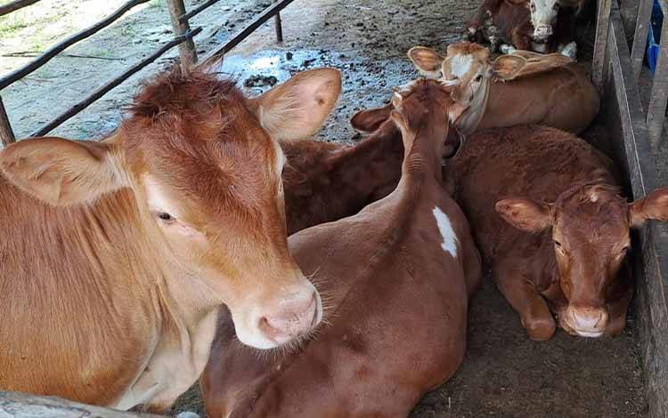 Dampak PMK, Harga Sapi untuk Kurban Naik