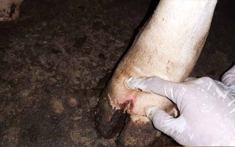 Sapi dan Babi, Spesies Paling Menampakan Gejala Berat pada PMK