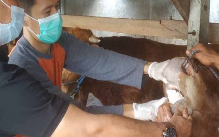 Ini Update Perkembangan Penyebaran Ternak yang Terpapar PMK di Kobar