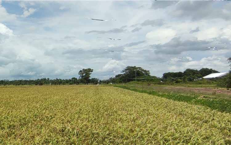 PSN Jadi Salah Satu Andalan Zona Wilayah Tengah Kalteng