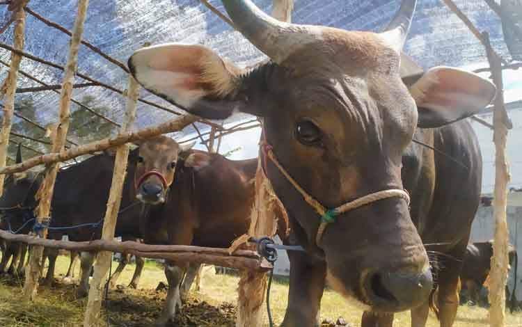 Sapi dari Sulawesi Mulai Berdatangan di Sampit