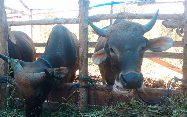 Harga Sapi di Palangka Raya Paling Murah Rp17 Juta