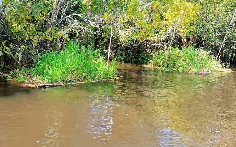 Warga Desa Kalinapu Diimbau Rawat Rumput Gelagah Tempat Ikan Berkembang Biak