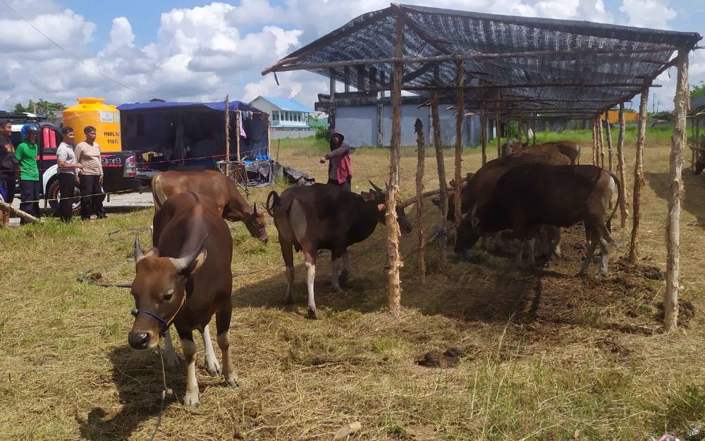 Sapi Jawa Timur Diganti Sapi Sulawesi, Pembeli: Tak Jadi Masalah