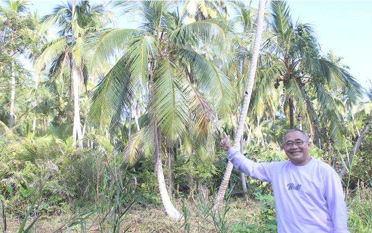 Jaga Eksistensi Samuda Sebagai Sentra Perkebunan Kelapa