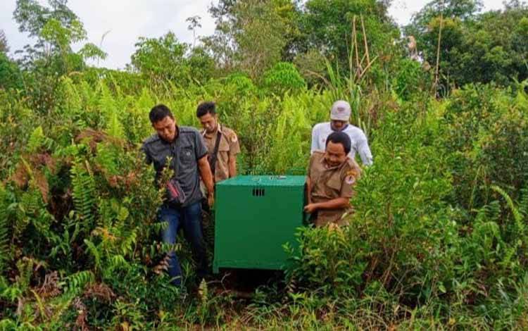Setelah Dipasang Perangkap, Beruang di Kawasan ini Tak Pernah Muncul