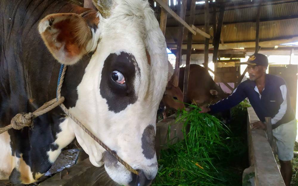 Sapi Madura Masih Jadi Idaman untuk Hewan Kurban di Sampit