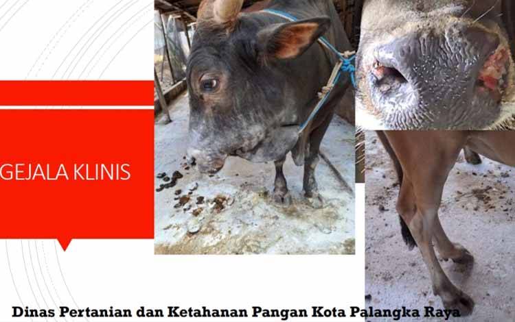 Ditemukan 48 Kasus PMK di Palangka Raya