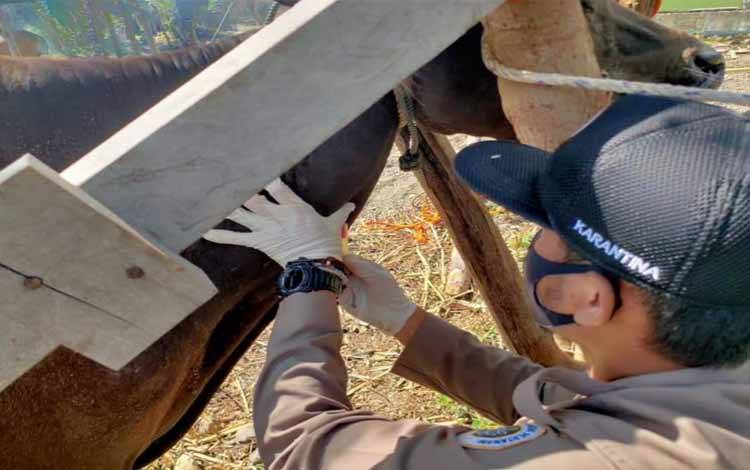 Pastikan Hewan Kurban Bebas PMK