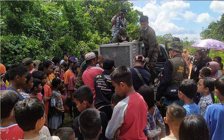 Evakuasi Orangutan di Desa Batuah Jadi Perhatian Warga, Sampai Ada yang Rela Libur Sekolah?