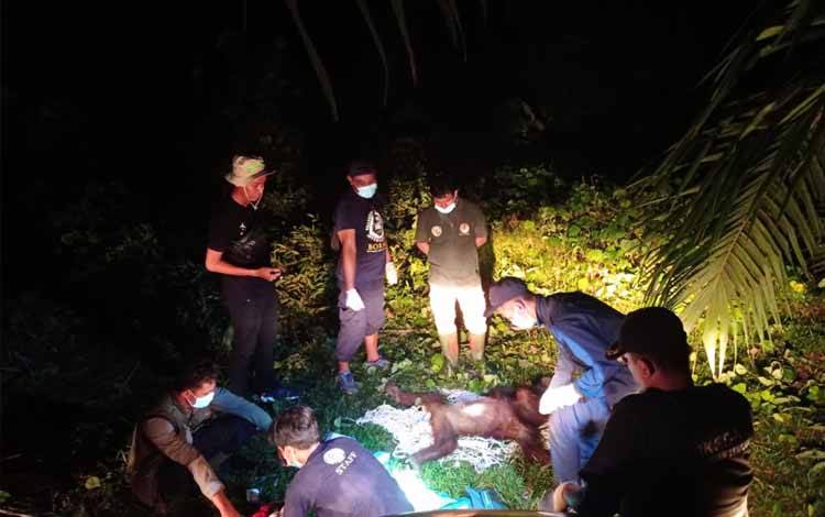 Setelah dari Desa Batuah, BKSDA kembali Evakuasi Orangutan di Desa Bajarau