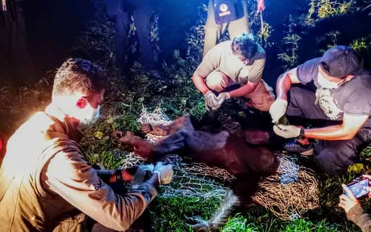 Pemilik Kebun di Desa Bajarau Beri Makan Orangutan selama 10 Tahun hingga Melahirkan