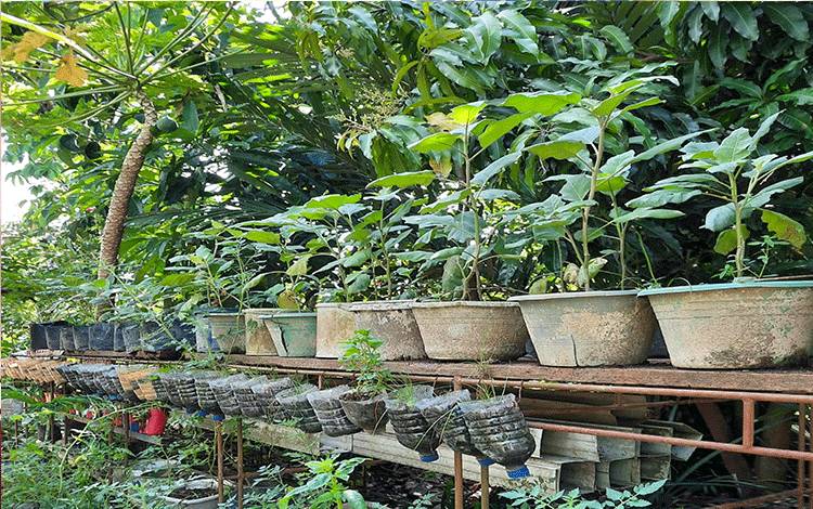 Pembuatan Pupuk Organik dari Limbah Rumah Tangga