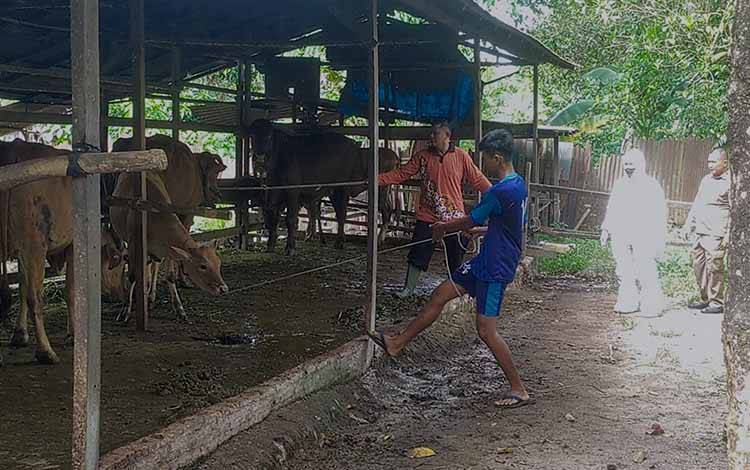 Distan Kotim Pastikan Ketersediaan Sapi Kurban