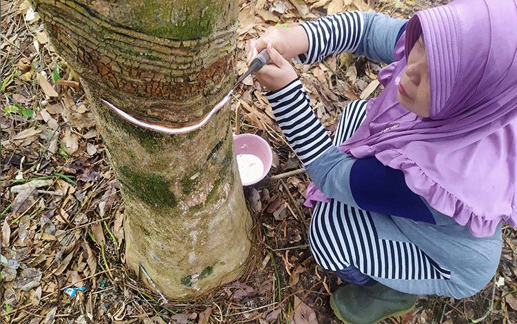 Petani Karet di Kotim sedang Bergairah