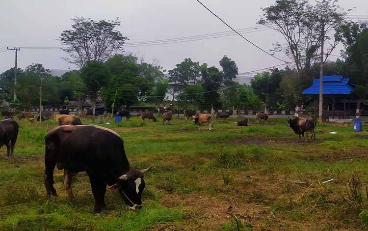 Balai Karantina Perketat Lalu Lintas Masuknya Hewan Kurban ke Kotim