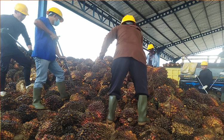Tahun Ini PT SSMS Tbk Lakukan Kerjasama Tinjau Kinerja Keberlanjutan Bisnis