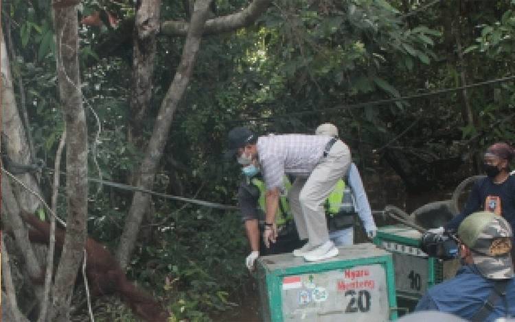 Sudah Ada 104 Individu Orangutan yang Menempati Pulau Salat