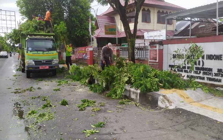Cegah Tumbang ke Jalan, DPUPRPRKP Kotim Gencar Pangkas Pohon