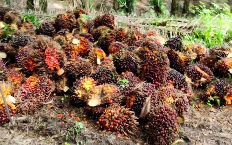 Penyiapan SDM GAP Butuh Dukungan Berbagai Pihak