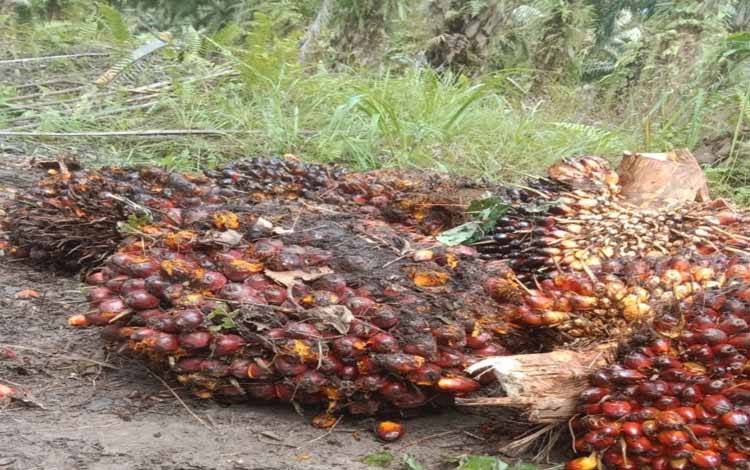 Perhatikan Usaha Sektor Kelapa Sawit