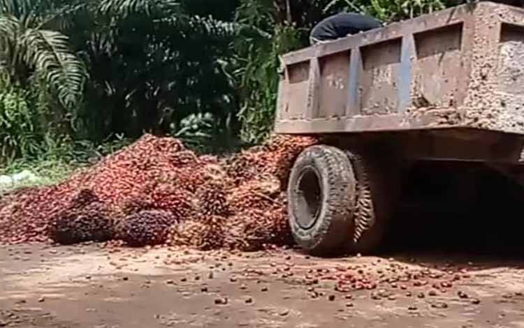 Produksi TBS PT SSMS Tbk Meningkat Hingga 413 Metrik Ton Selama Tiga Bulan