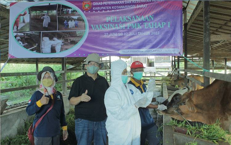 Cegah PMK, Ratusan Dosis Vaksin Disuntikan ke Sapi di Kobar