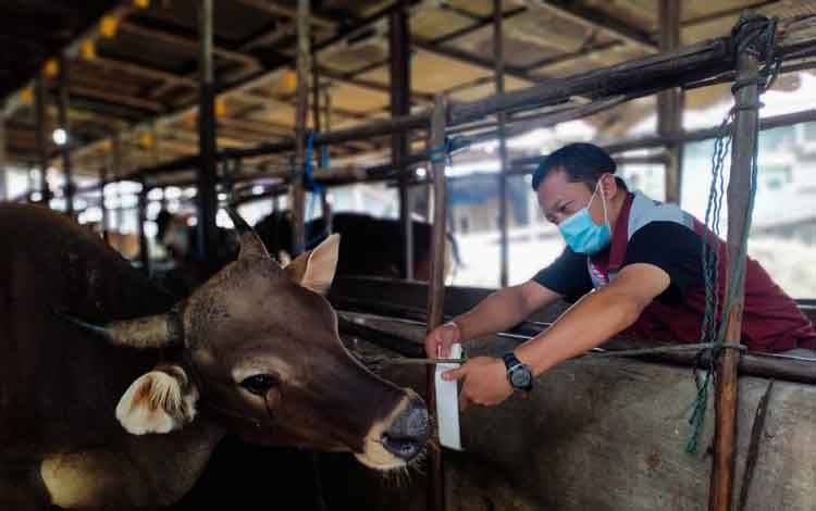 Puluhan Sapi di Palangka Raya Diberi Tanda Sehat dan Bebas PMK